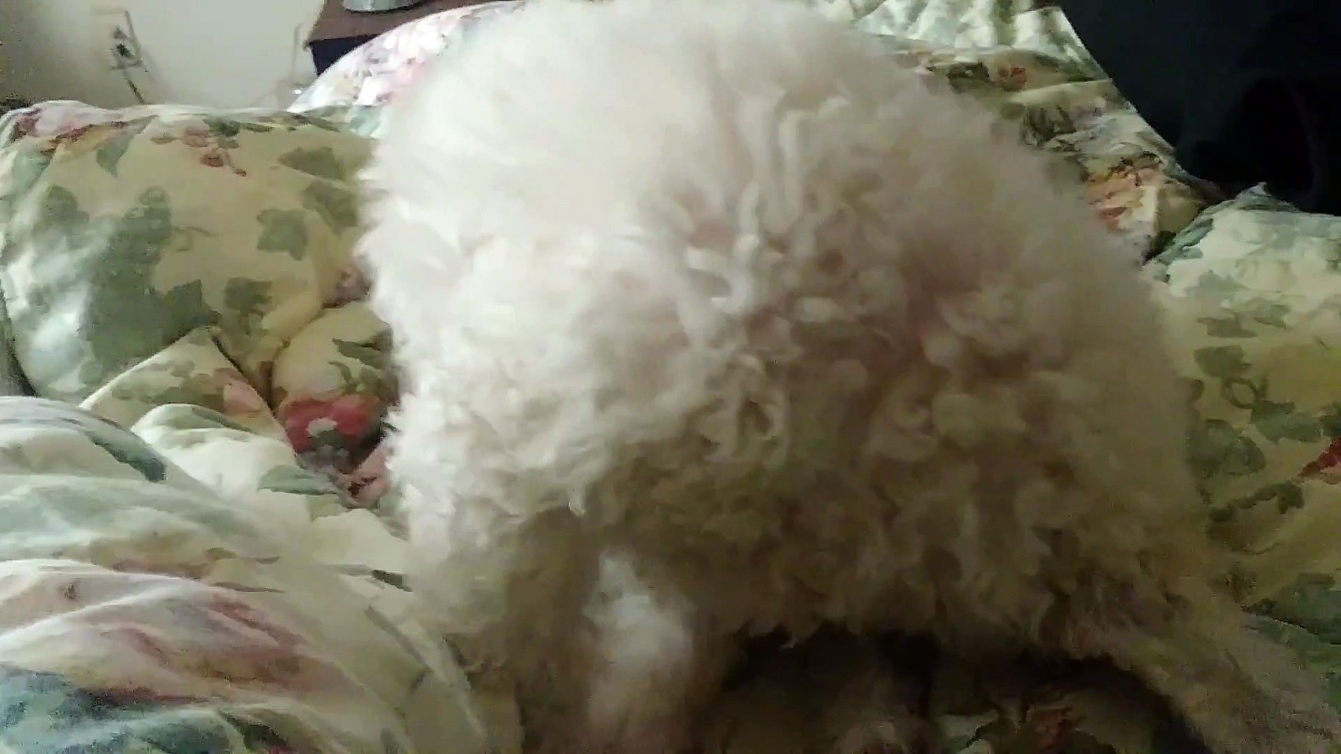 ⁣Doggy likes to Rock n' Roll