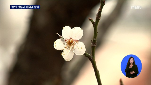 매화꽃이 폈어요 …성큼 다가온 봄