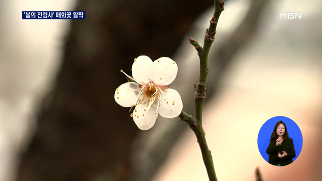 "매화꽃이 폈어요"…성큼 다가온 봄
