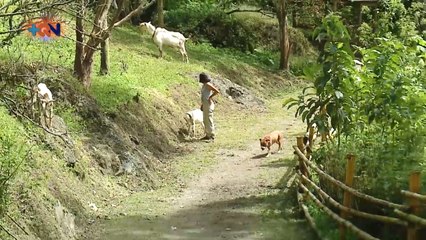 mqn-Vámonos de viaje a un santuario de animales brumoso 250121