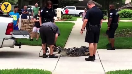 This is How Animals Sometimes Treat Humans..