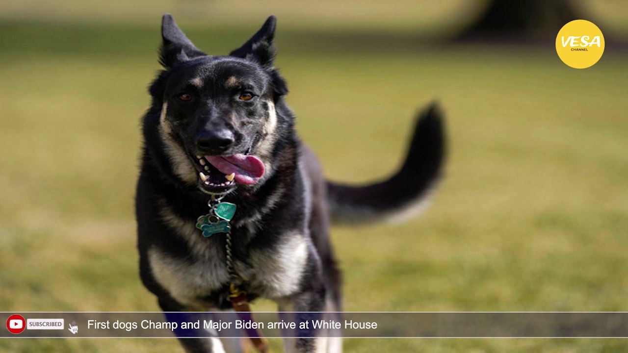 First dogs Champ and Major Biden arrive at White House
