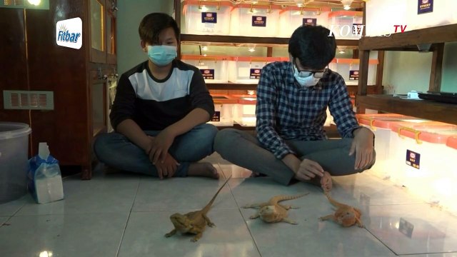 Raup Cuan dari Bisnis Ternak Kadal Gurun Australia