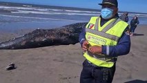 Sepultan ballena encontrada muerta en las playas de Elota