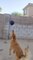 Dog Accidentally Throws Balloon to Other Side of Wall While Playing With It