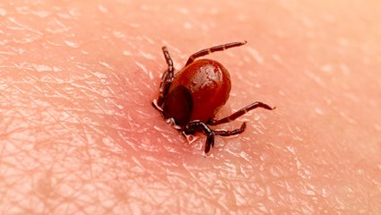 Why ticks are so hard to kill