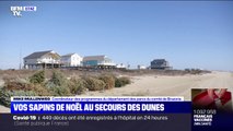 Au Texas, les sapins de Noël viennent au secours des dunes