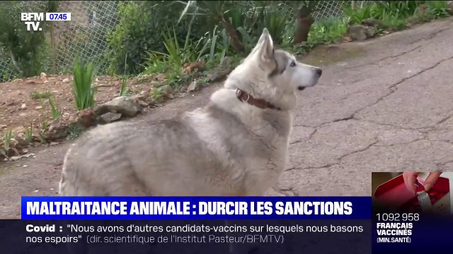 Vers un durcissement des sanctions contre l'abandon et la maltraitance animale