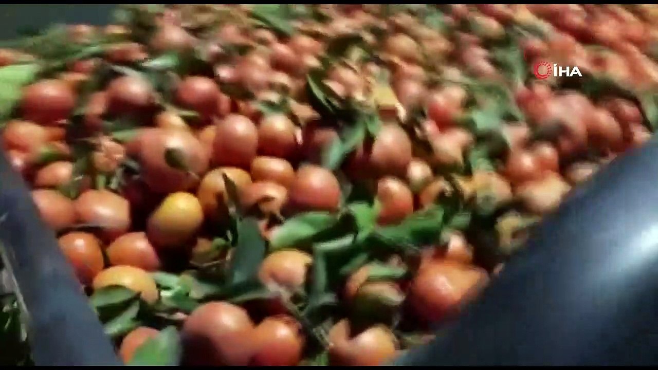 Bahçeden 15 ton mandalina çalan hırsızlar yakalandı
