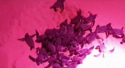 ลูกเต่ามะเฟือง 78 ตัว คลานคืนสู่ทะเล