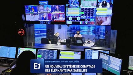 Comptage des éléphants : un nouveau système par satellite est en développement