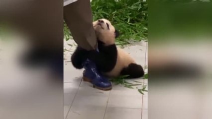 Se hace viral un oso panda muy cariñoso