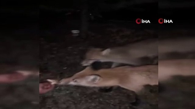 Polis memurları emniyet bahçesinde yiyecek arayan tilkileri elleriyle besledi