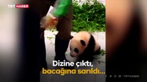 Yavru panda, bakıcısının peşini bırakmadı