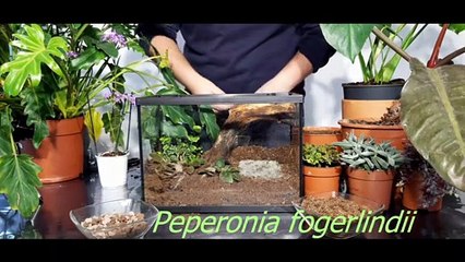 Tuto réalisation Terrarium