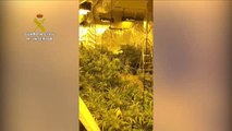 Descubiertas 800 plantas de marihuana en una vivienda unifamiliar de  la zona norte de Madrid