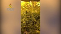 Guardia Civil descubre un chalé con 880 plantas de marihuana