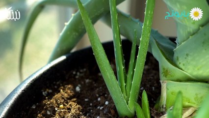 نبتة-الصبار