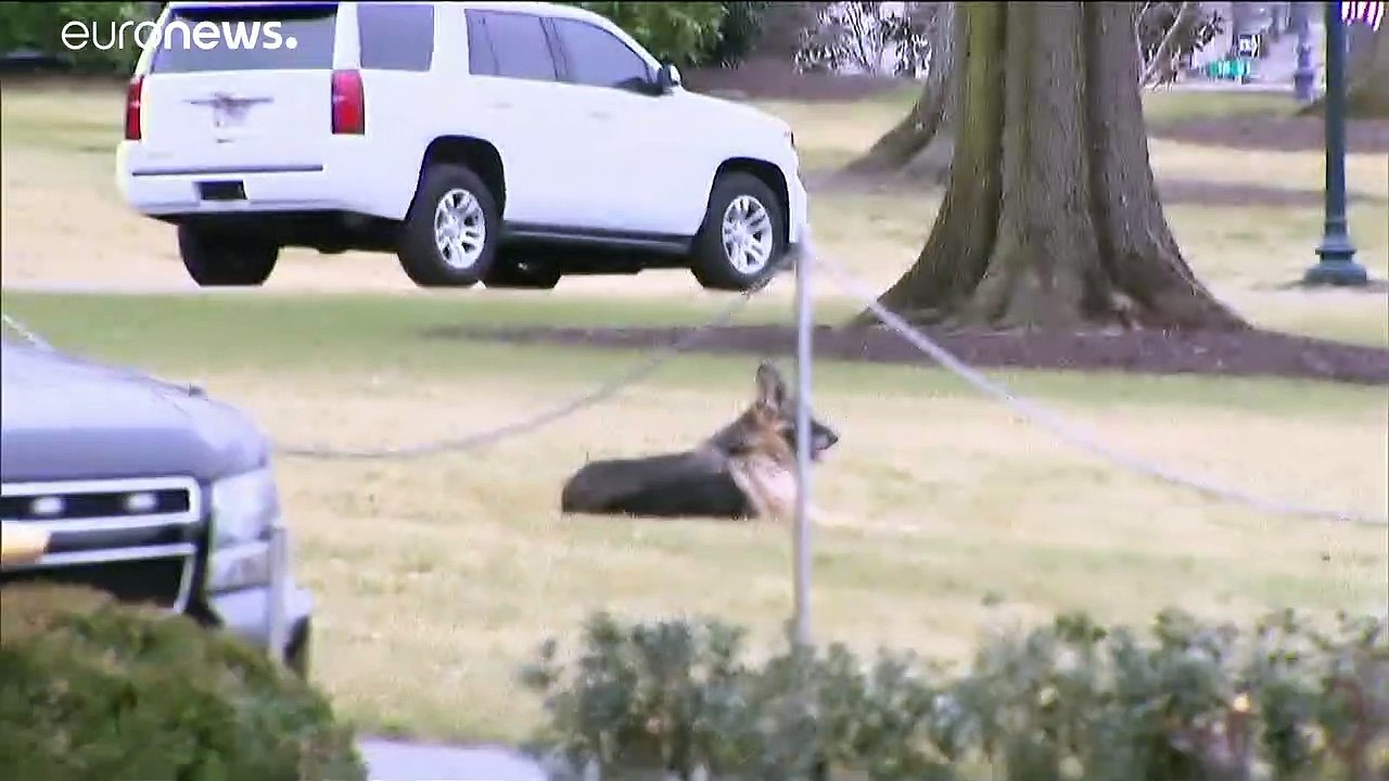 Washington: 'First Dogs' ziehen ins Weiße Haus ein