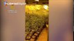 Descubiertas 800 plantas de marihuana en una vivienda unifamiliar de la zona norte de Madrid