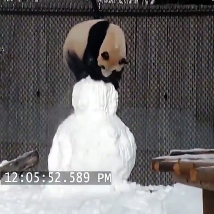 Un panda joue avec un bonhomme de neige