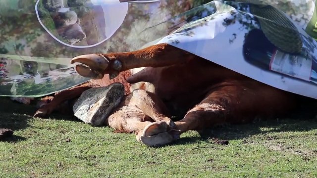 Фермеры подсчитывают убытки от «Филомены»