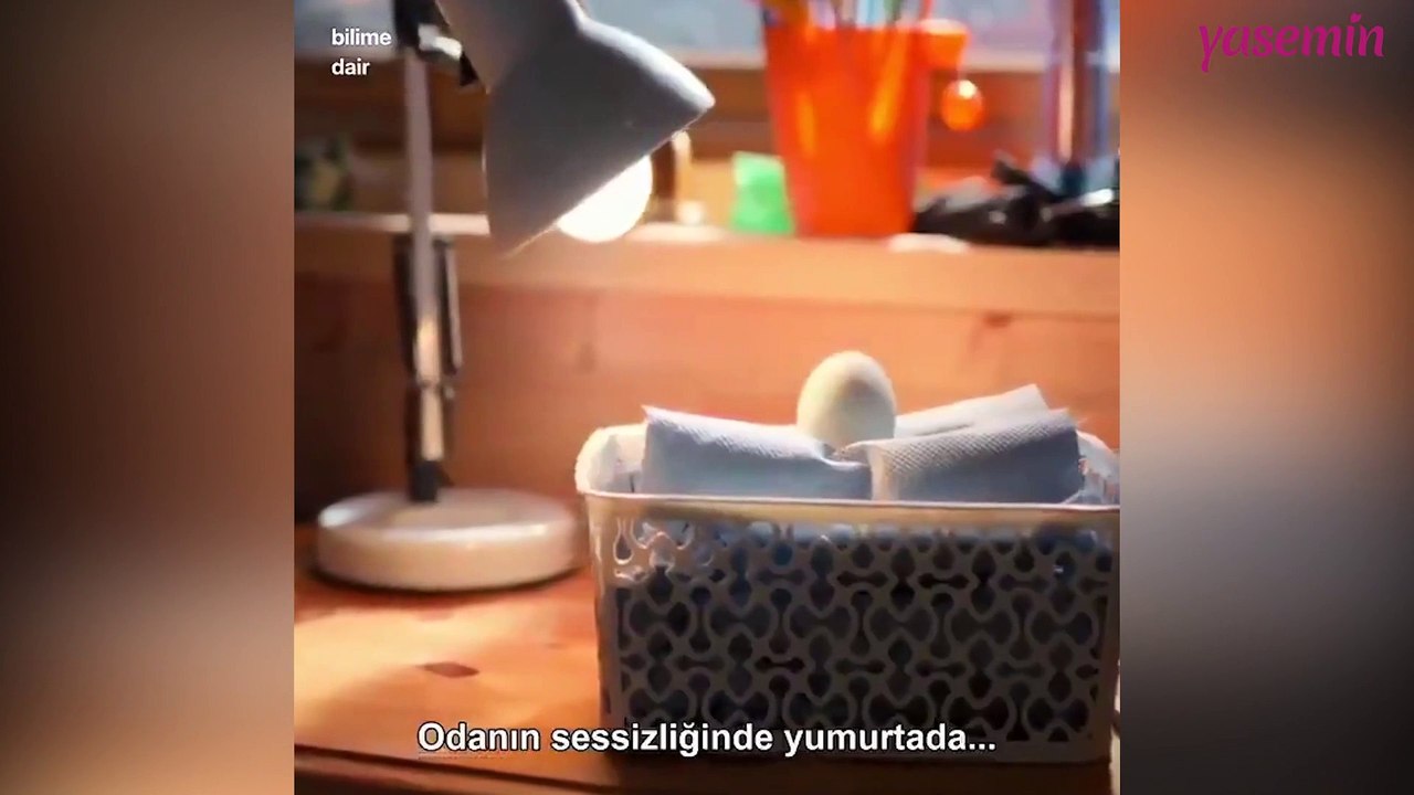 Ördek yavrusunun yumurtadan çıktığı o ilk anlar!