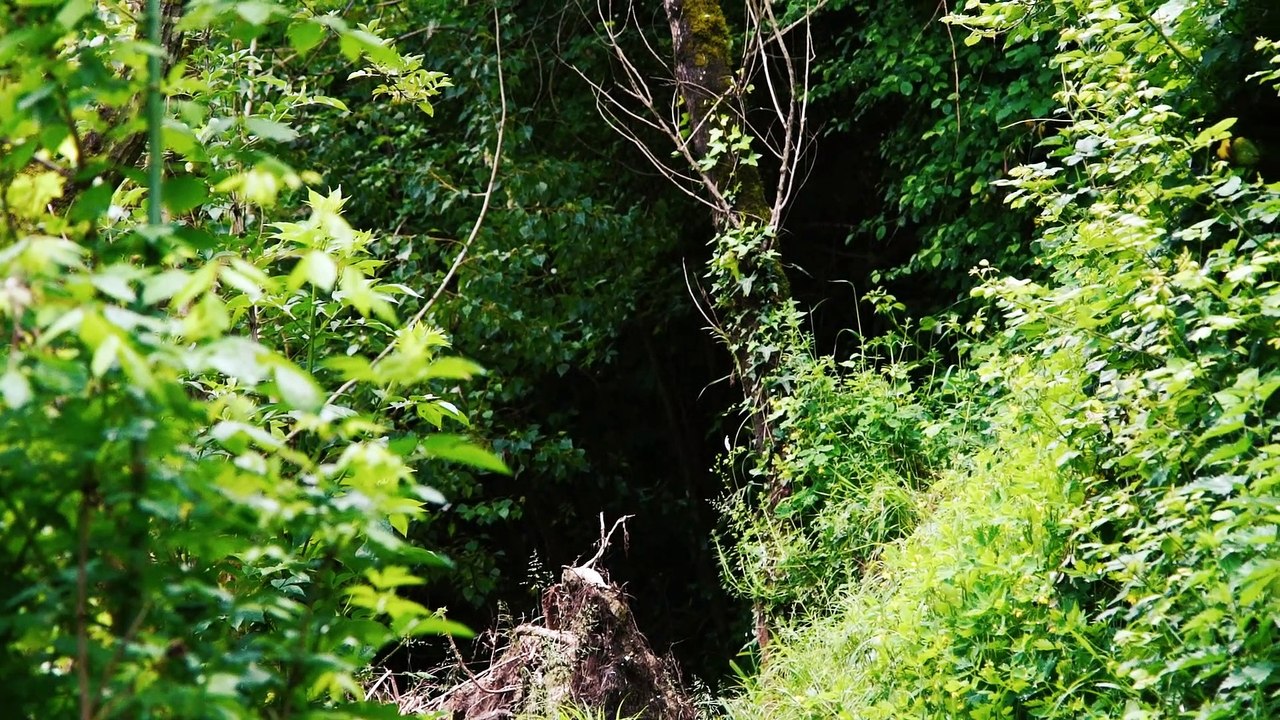 RABASTENS / PRINTEMPS | Caméraman Toulouse Drone Tarn
