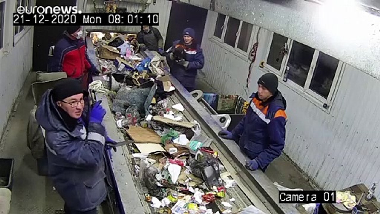 Glückskatze aus Uljanowsk: Der Kater ist stellvertretender Minister