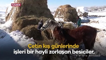 Atlı kızaklar Muş’taki besicilerin en büyük destekçisi