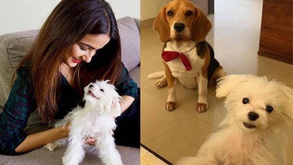 Bigg Boss 14: Jasmin Bhasin करती हैं अपने Dogs Mia और Rambo से बहुत ज्यादा प्यार |FilmiBeat