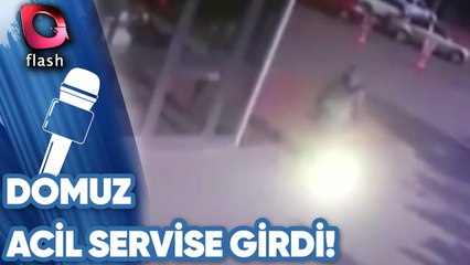 Domuz Acil Servise Girdi!