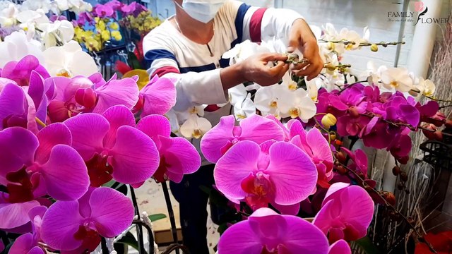 Đặt Hoa Lan Hồ Điệp Tết 2021 tại HCM - Chuyên Lan Cắm Chậu Tặng Đối Tác, Sếp, Lan Chưng Ngày Tết