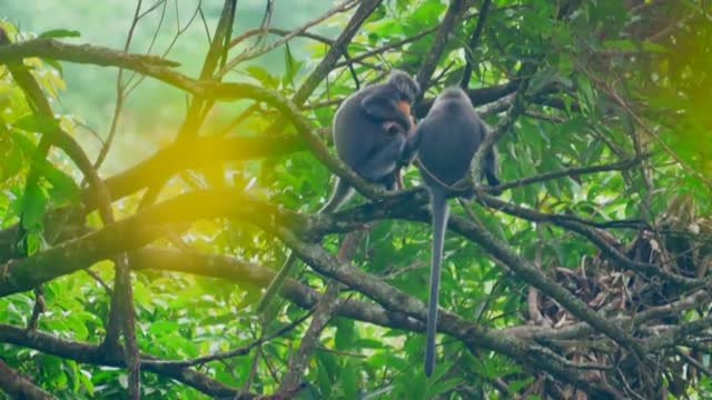 Descubren en China una nueva población de monos en peligro de extinción