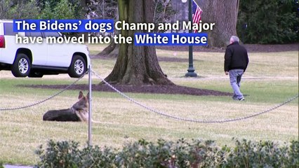 Biden's dogs mark a return to the tradition of presidential pets