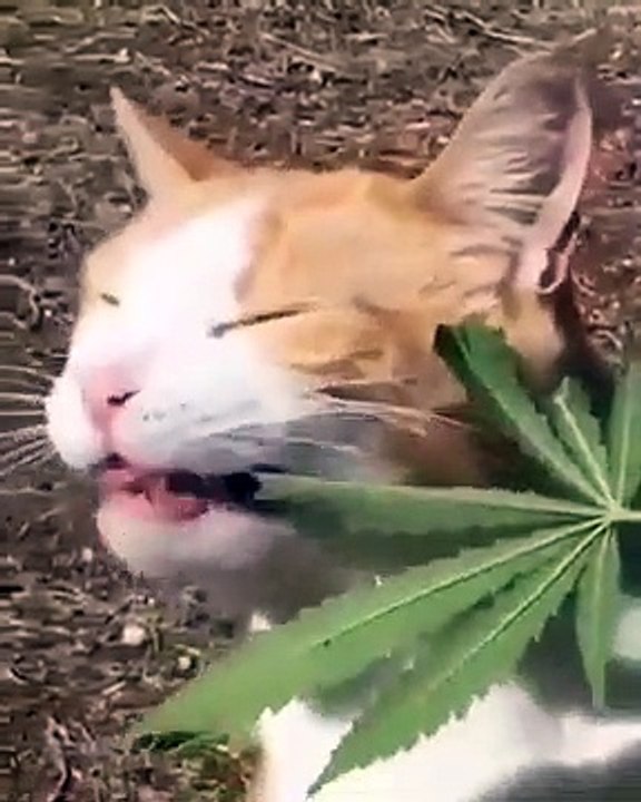 Cat eat marijuana Video Dailymotion