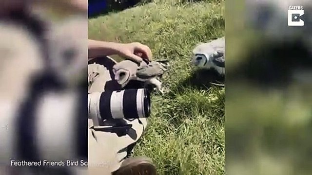 Ces adorables bébés chouettes font un calin à ce photographe