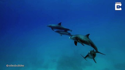 Ce banc de dauphin est en train de dormir sous l'eau... magnifique