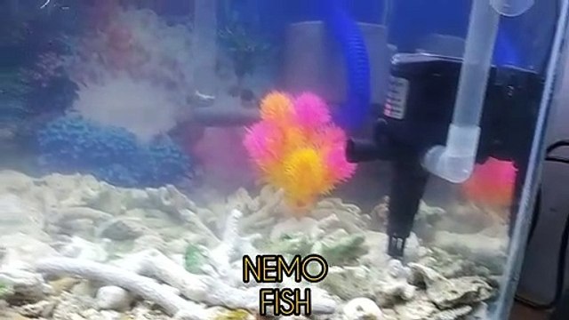NEMO FISH, ikan laut hias