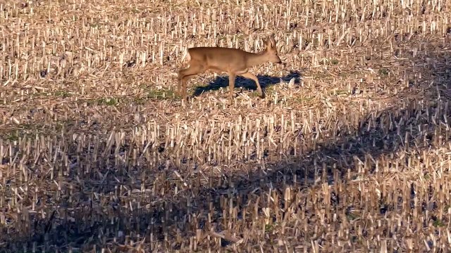 chevreuils filmés en gros plan format K en Bretagne