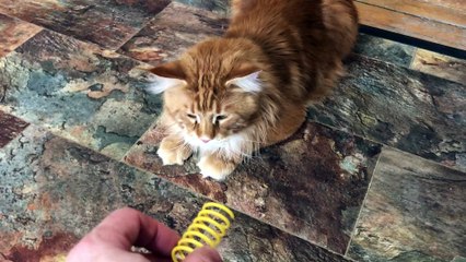 Max the Maine Coon Cat Loves to Play Fetch with Spring
