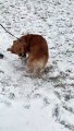 Golden Retriever Grabs Tail and Does Somersaults Down a Hill