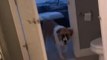 Pet Dog Opens Closed Doors to Follow Owner Around the House