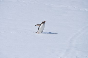 ¿Por qué los pingüinos no se caen cuando caminan sobre el hielo?