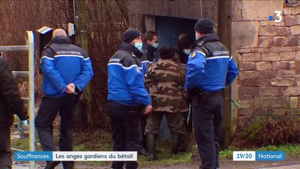 Animaux : une association vient aux secours des bêtes maltraitées