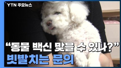 "동물 백신 맞을 수 있나요?"...문의 '빗발'·보호소엔 '불똥' / YTN