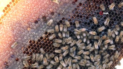 TİGEM sahasında her yıl bin ton bal üretiliyor