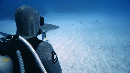 Shark with Steve Backshall Trailer