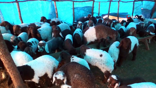 Yıl boyu süren zorluk: Göçerler dondurucu soğukta çadırlarda konaklayarak yaşama tutunmaya çalışıyor