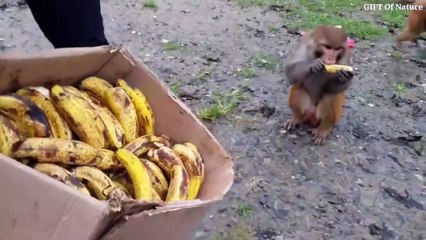 Why do Baboons Steal Lion Cubs _ بندر شیر کے بچوں کو کیوں چراتے ہیں _